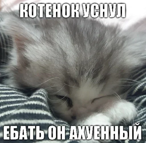 Стікер Telegram «Kitties.exe» 💤