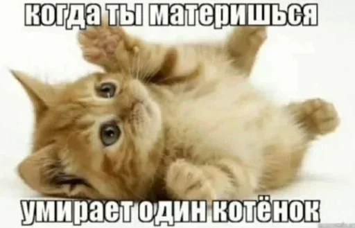 Telegram stiker «Kitties.exe» 💀