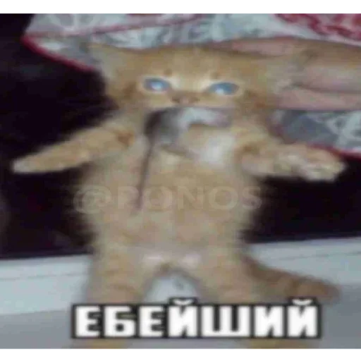 Стікер Telegram «Kitties.exe» 💪
