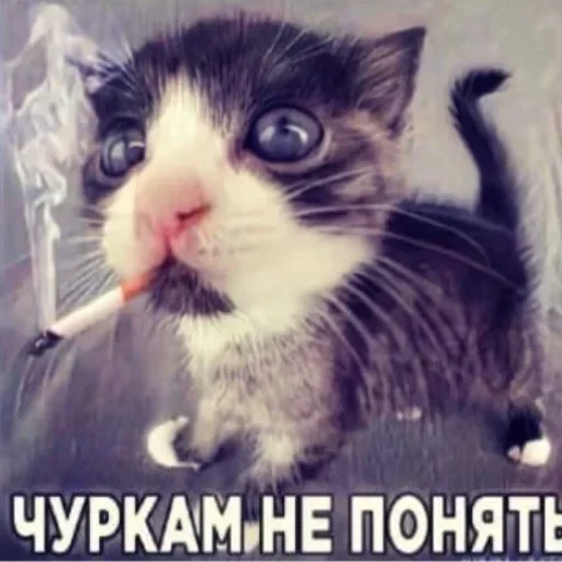 Стікер Telegram «Kitties.exe» 🦍