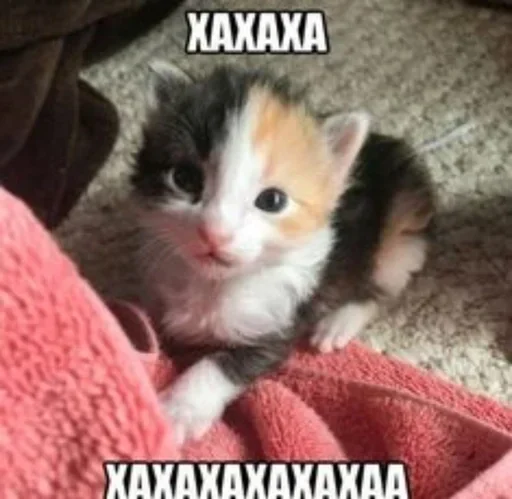 Telegram stiker «Kitties.exe» 😂