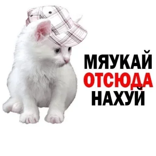 Стікер Telegram «Kitties.exe» 🖕