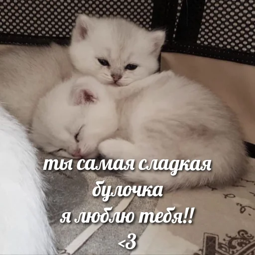 Telegram Sticker «милые котики» 😘
