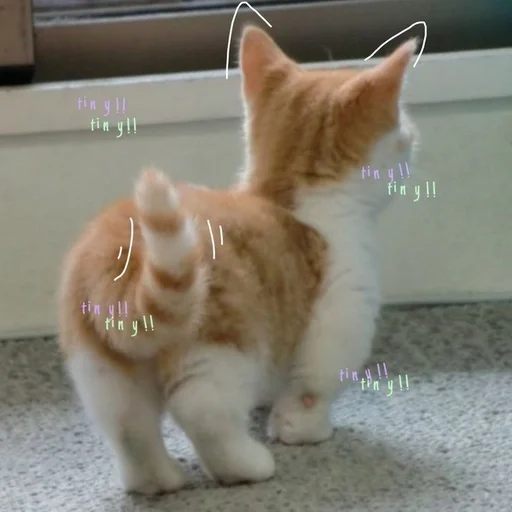 Telegram Sticker «kittykittykitty» 🎀