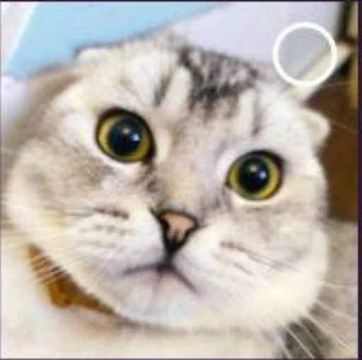 Telegram Sticker «kittykittykitty» 🌟