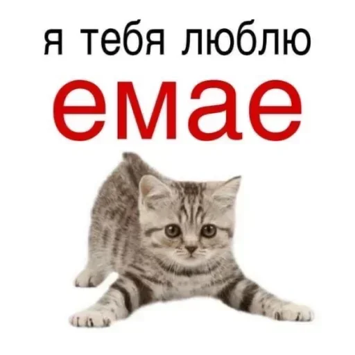 kitty sticker 💞