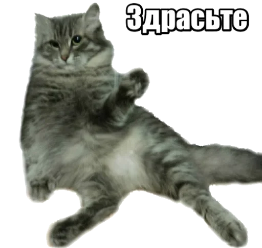 Стикер Telegram «40 кошек» 😻