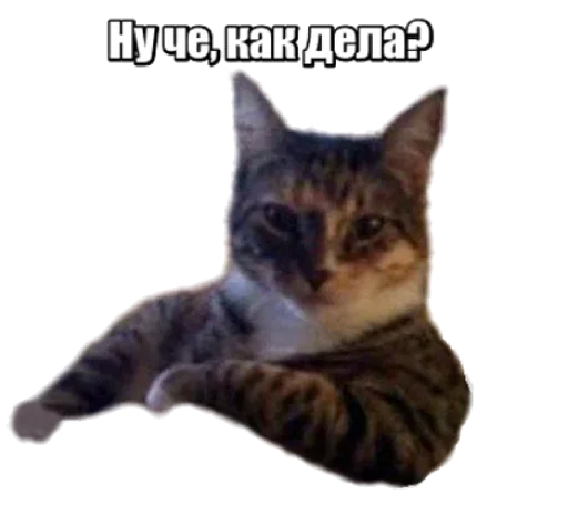 Telegram Sticker «40 кошек» 😼