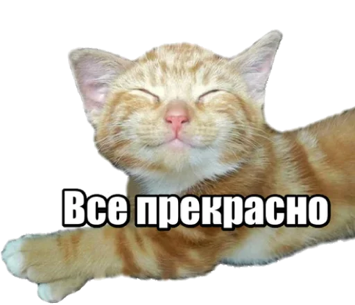 Telegram stiker «40 кошек» 🙀