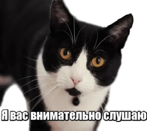 Telegram Sticker «40 кошек» 😾