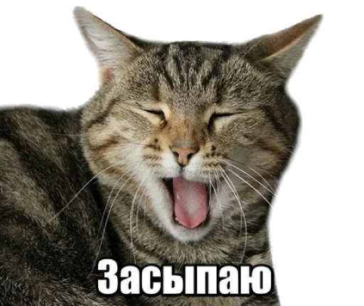 Telegram stiker «40 кошек» 😺