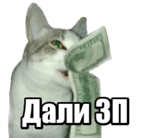 Telegram Sticker «40 кошек» 😹