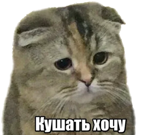 Telegram Sticker «40 кошек» 😹