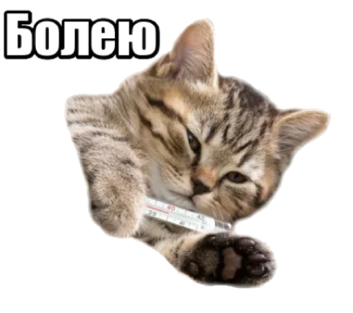 Стикер Telegram «40 кошек» 😾