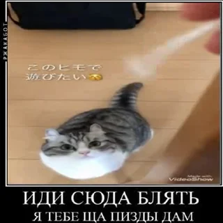 Эмодзи kotAhuel 🤬