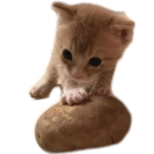 Telegram Sticker «коти» ☝