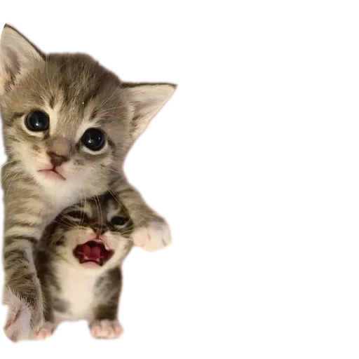 Telegram Sticker «коти» 🐱