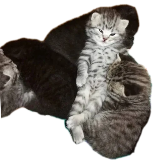 Telegram Sticker «коти» 😈