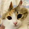 Емодзі Telegram «Кот» 😺