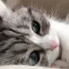 Емодзі Cats | Котики 😺