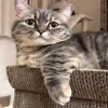 Емодзі Cats | Котики 😎
