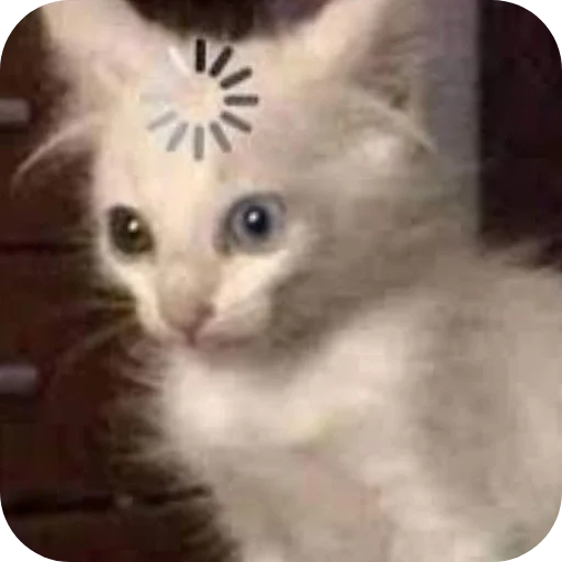 Telegram stiker «коты» 🤨