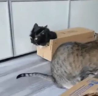 Емодзі Котиковый пак 📦