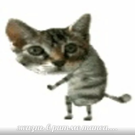 Стикер memy pró kotov (po rzhatí) 💃