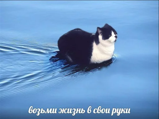 Стикер memy pró kotov (po rzhatí) 👐