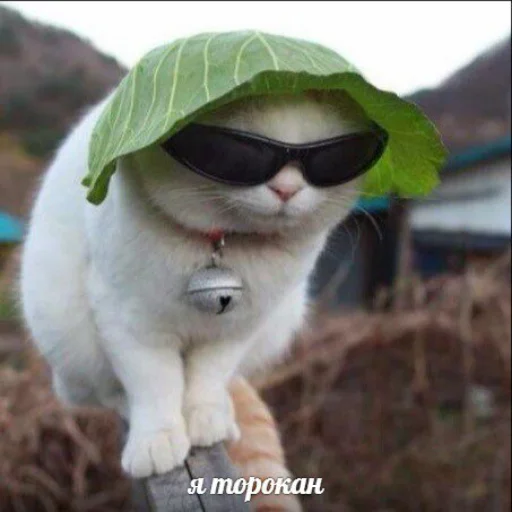 Стикер Telegram «memy pró kotov (po rzhatí)» 🐜