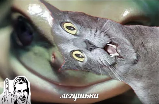 Эмодзи memy pró kotov (po rzhatí) 🐸
