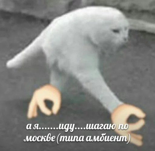 Стикер memy pró kotov (po rzhatí) 🎉
