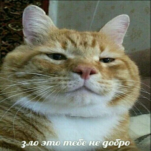 Эмодзи memy pró kotov (po rzhatí) 🤔