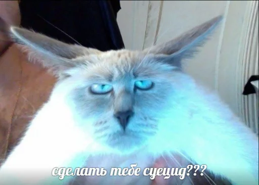 Эмодзи memy pró kotov (po rzhatí) 😑