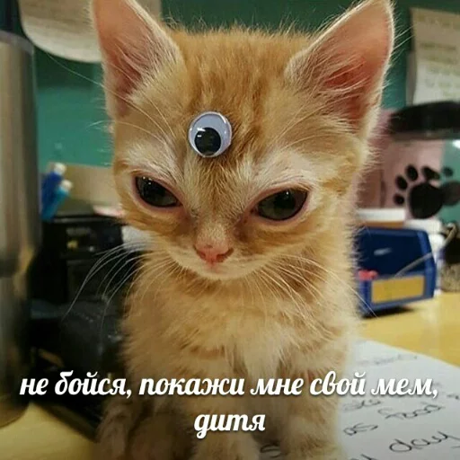Эмодзи memy pró kotov (po rzhatí) 👀