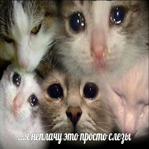 Эмодзи memy pró kotov (po rzhatí) 😭