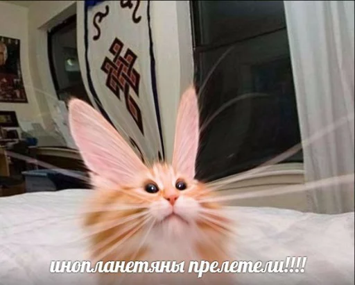 Эмодзи memy pró kotov (po rzhatí) 👽