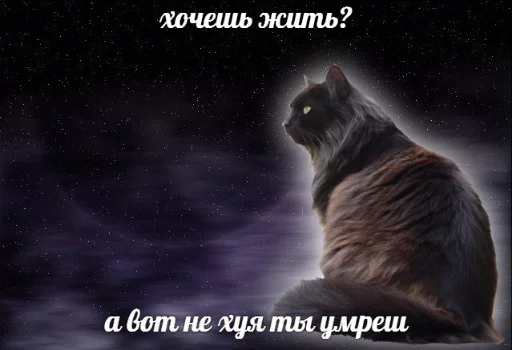 Стикер memy pró kotov (po rzhatí) 💀