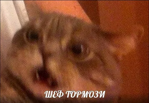 Эмодзи memy pró kotov (po rzhatí) 😱