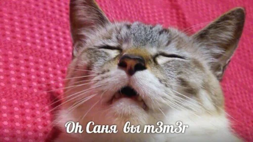 memy pró kotov (po rzhatí) emoji 😻