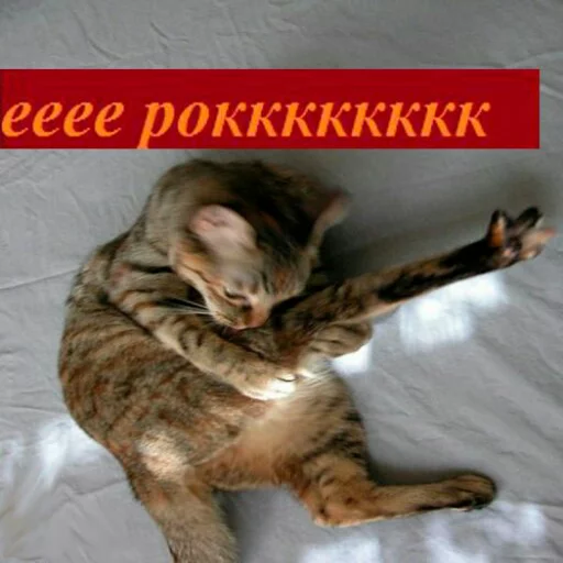 Эмодзи memy pró kotov (po rzhatí) 🎸
