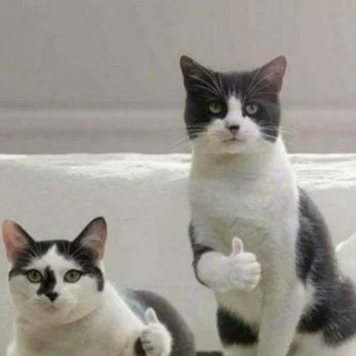 Стикер mini cats 👍