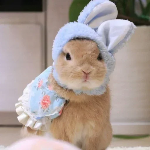 Емодзі Кролики 🥕