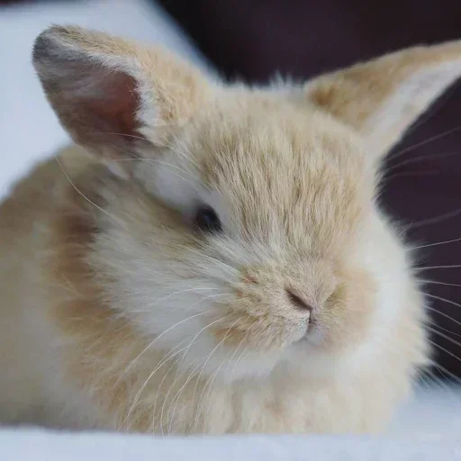Эмодзи Кролики  🥕
