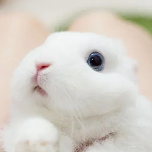 Емодзі Кролики  🥕