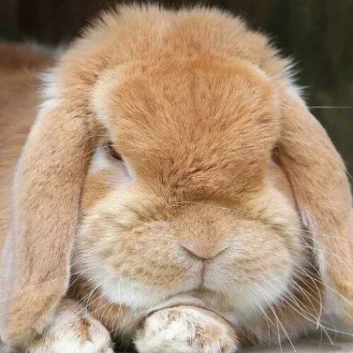 Кролики emoji 🥕