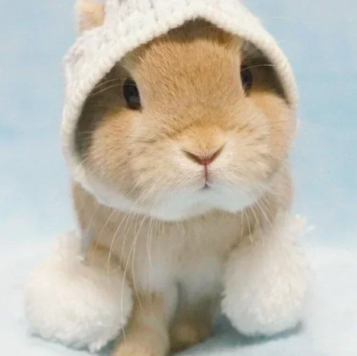 Емодзі Кролики  🥕