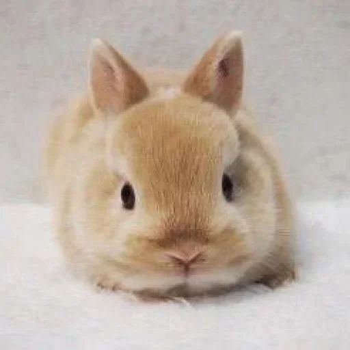 Стікер Telegram «Кролики» 🥕
