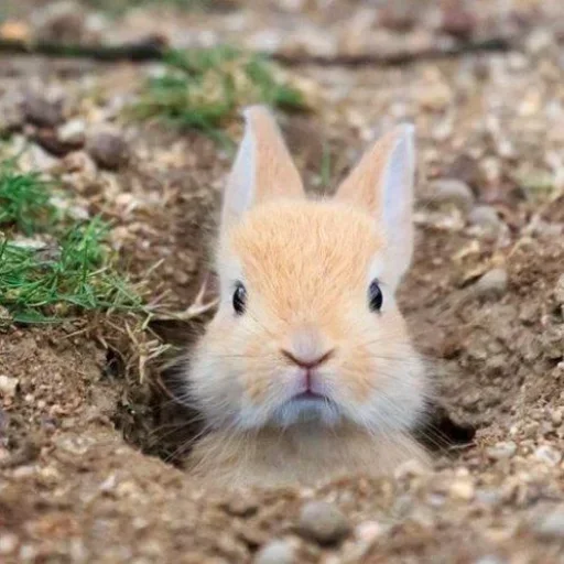 Эмодзи Кролики  🥕
