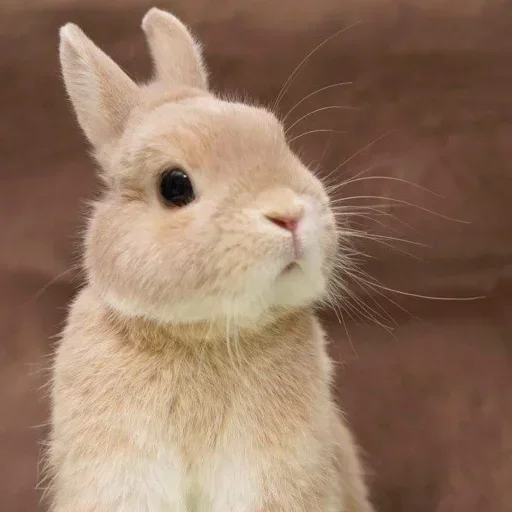 Эмодзи Кролики 🥕